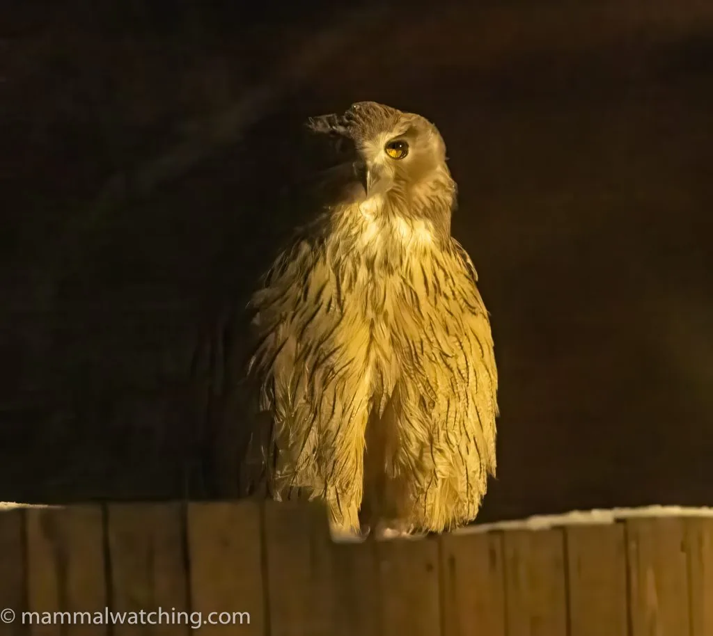 Blakiston’s Fish Owl
