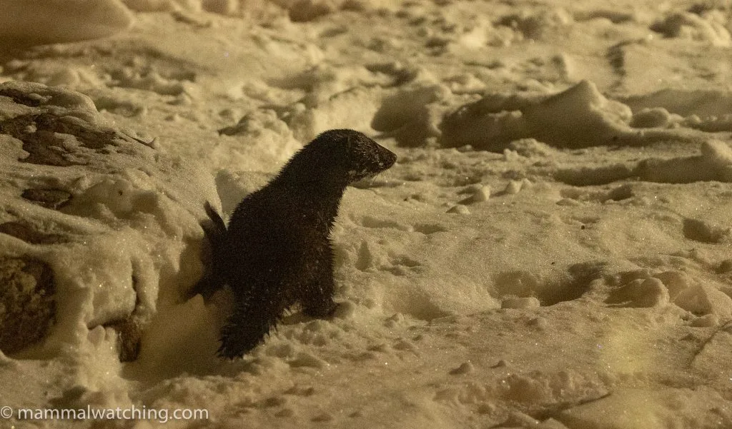 American Mink