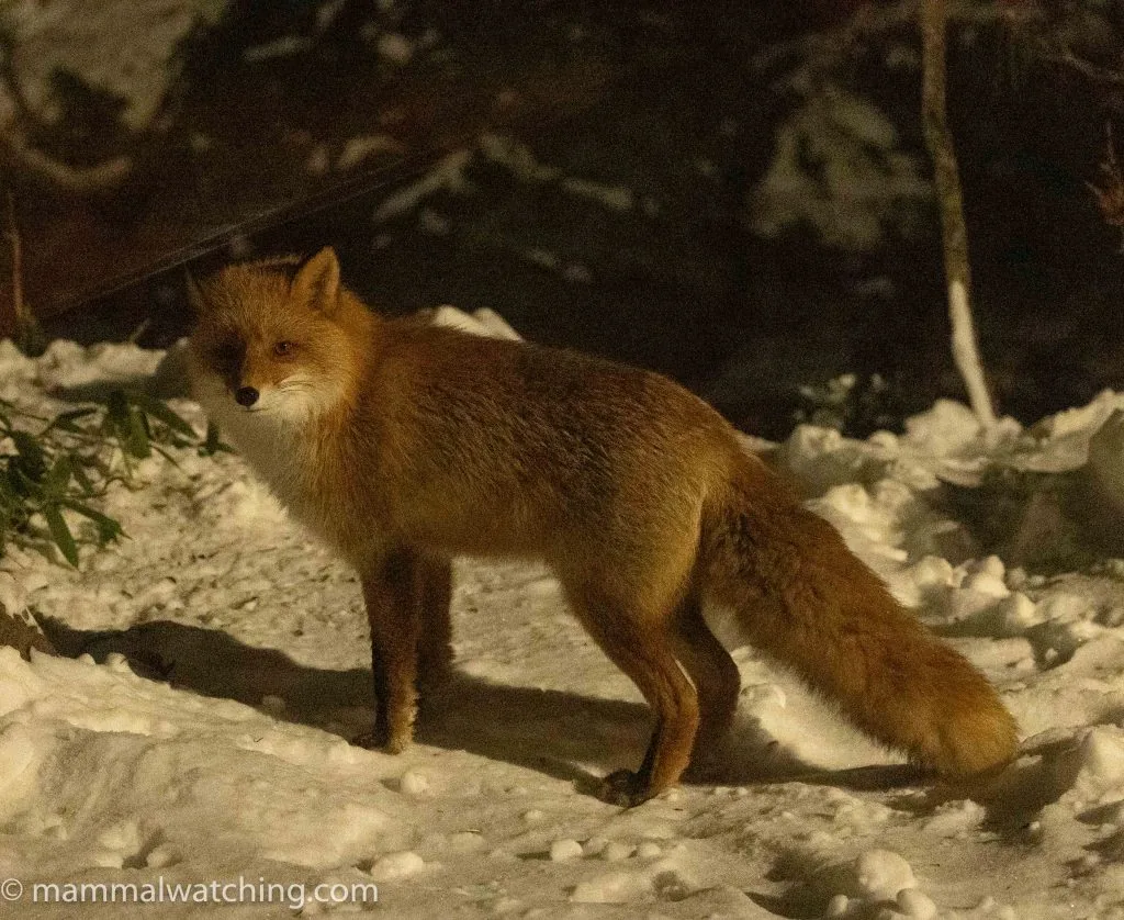 Hokkaido Red Fox