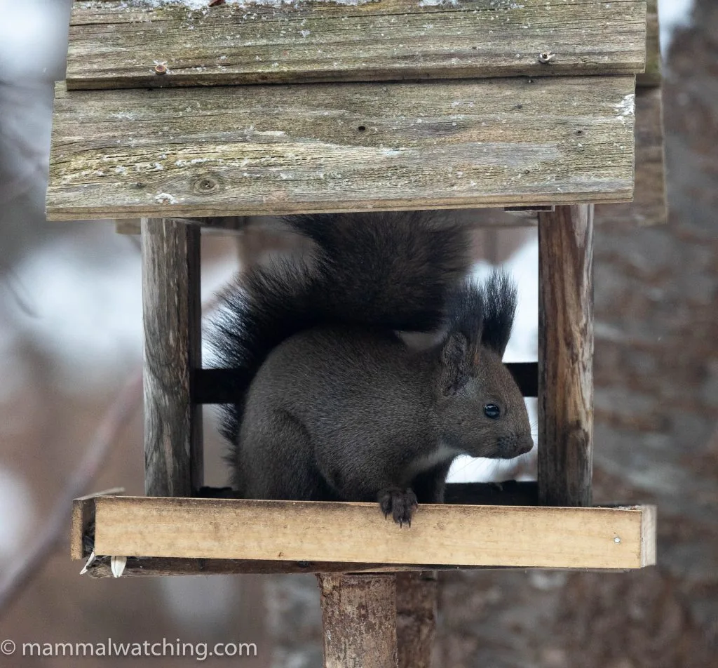 Japanese (Eurasian) Red Squirrel