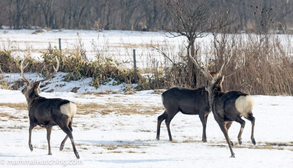 Yeso Sika Deer