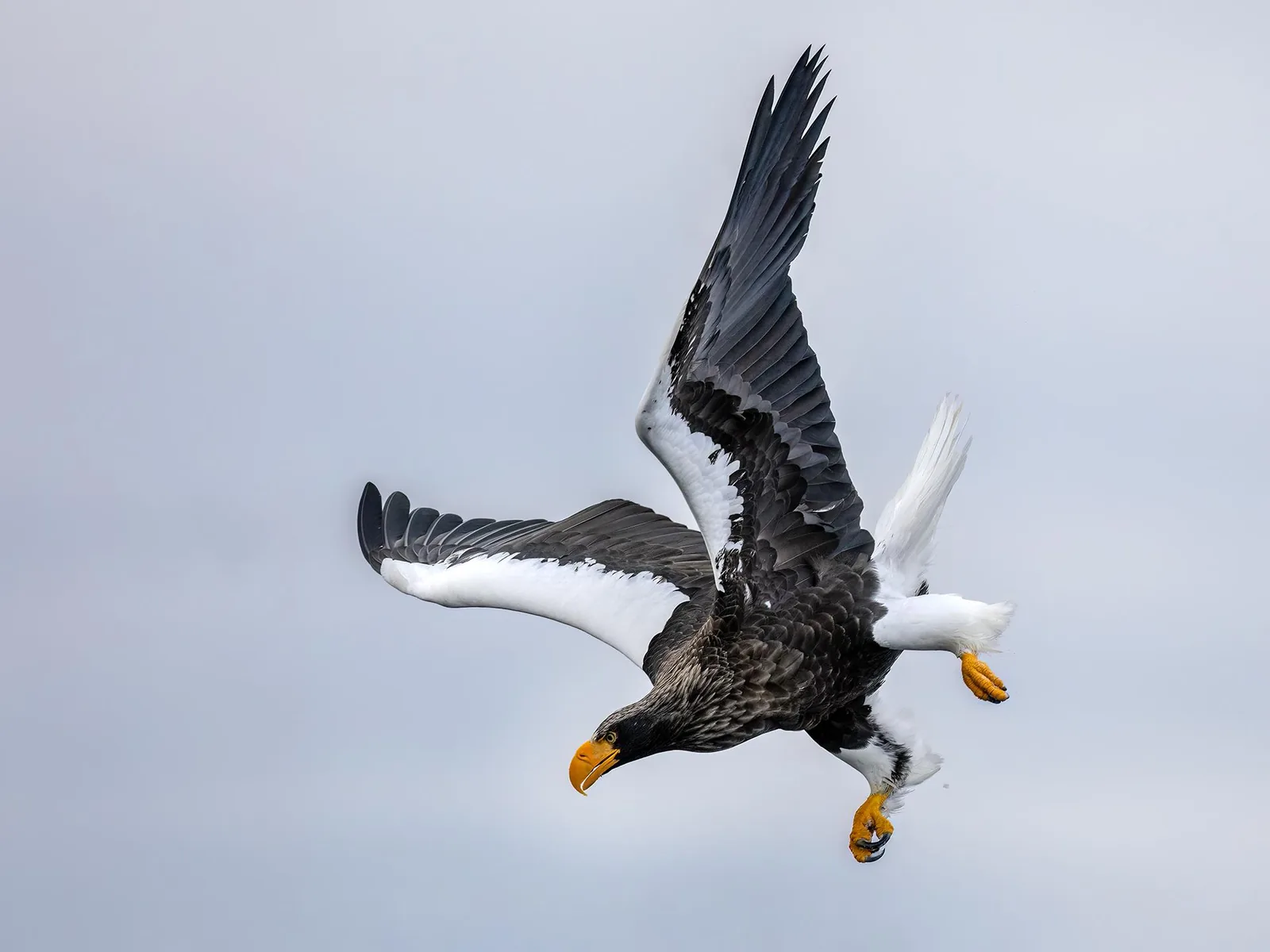 Steller’s Sea-Eagle