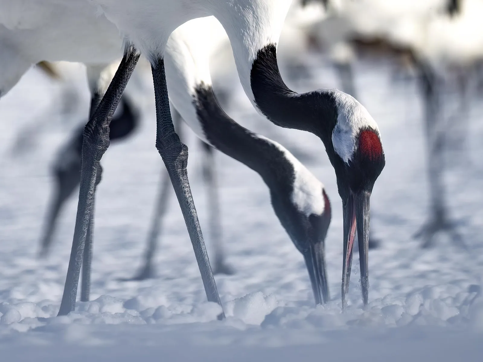 Red-crowned Crane