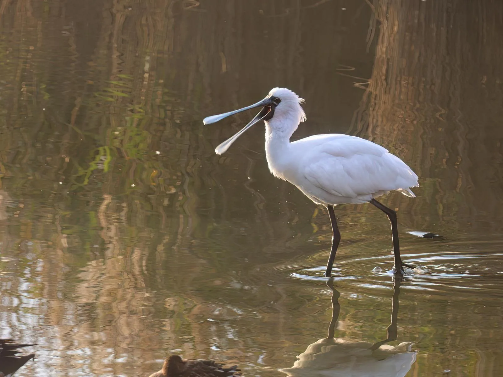 Black-faced Spoonbill