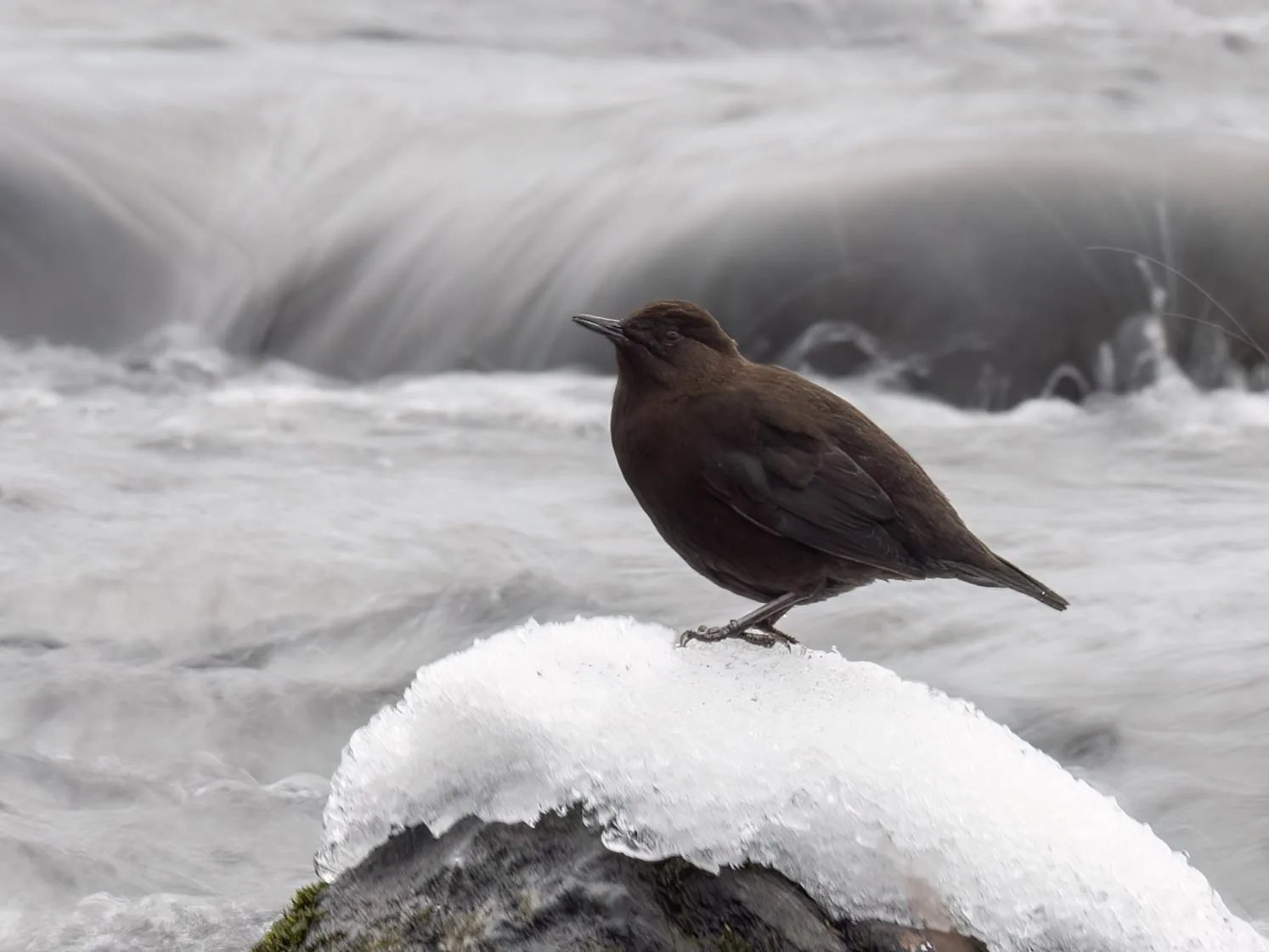 Brown Dipper