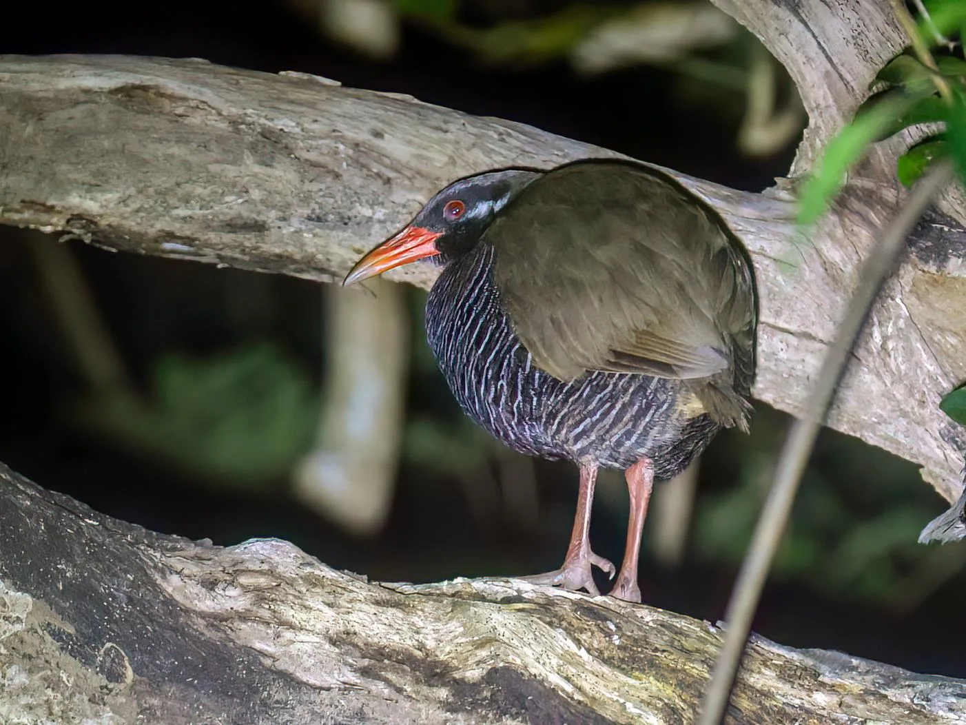 Okinawa Rail