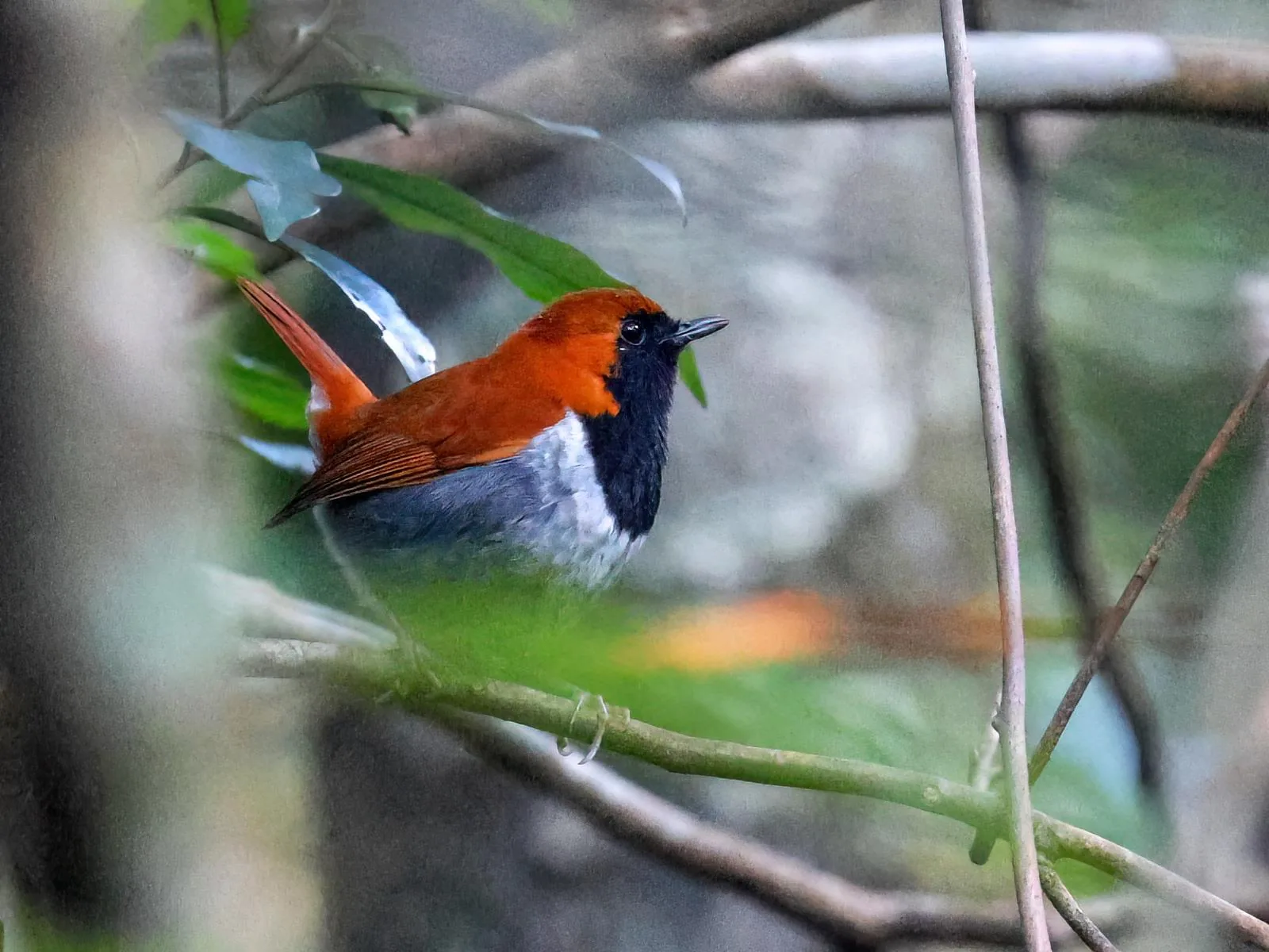 Ryukyu Robin