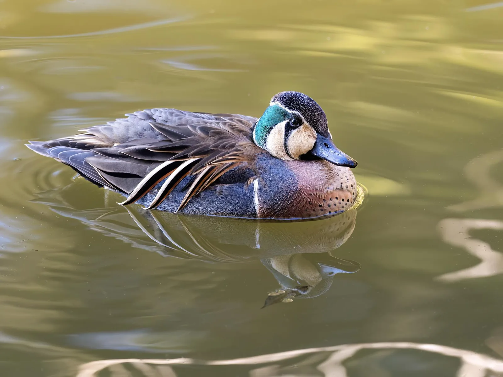 Baikal Teal