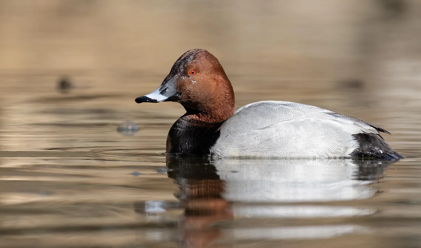 Common Pochard