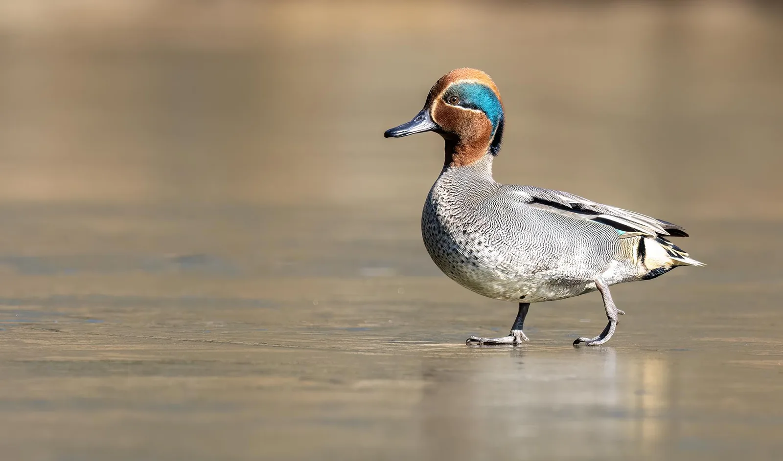 Eurasian Teal