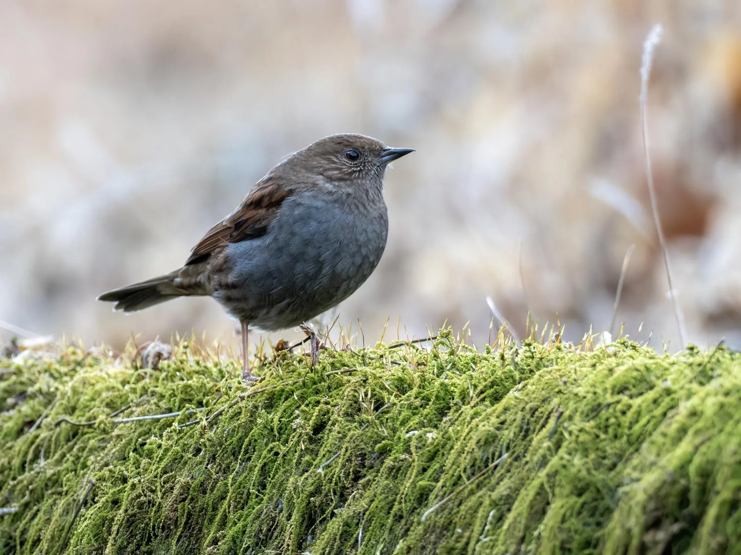Japanese Accentor