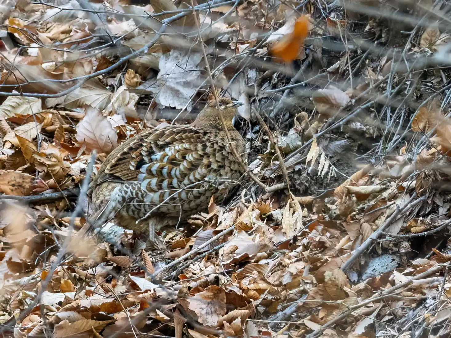 Copper Pheasant
