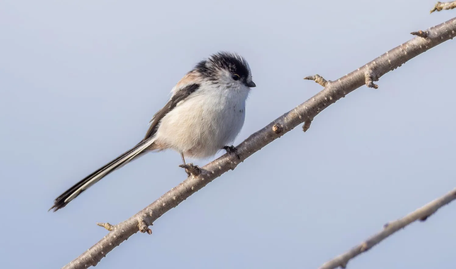 Long-tailed Tit