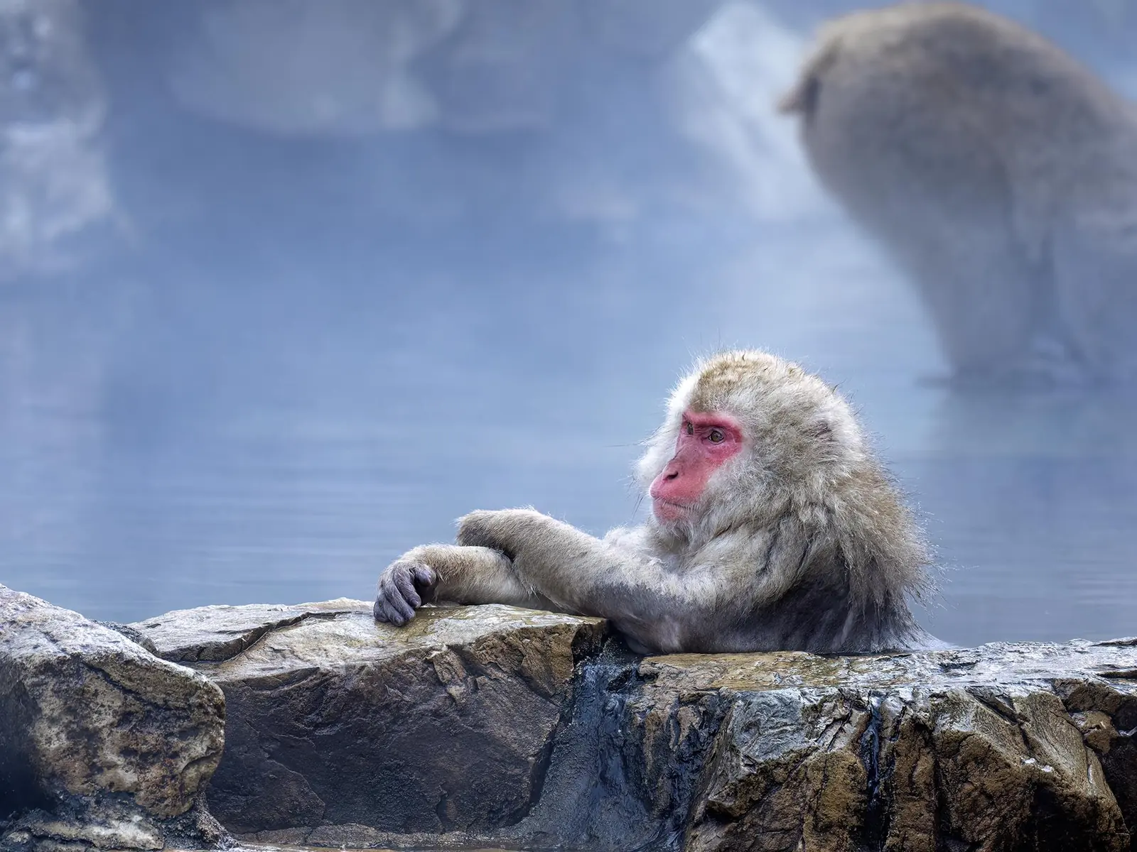 Japanese Macaque