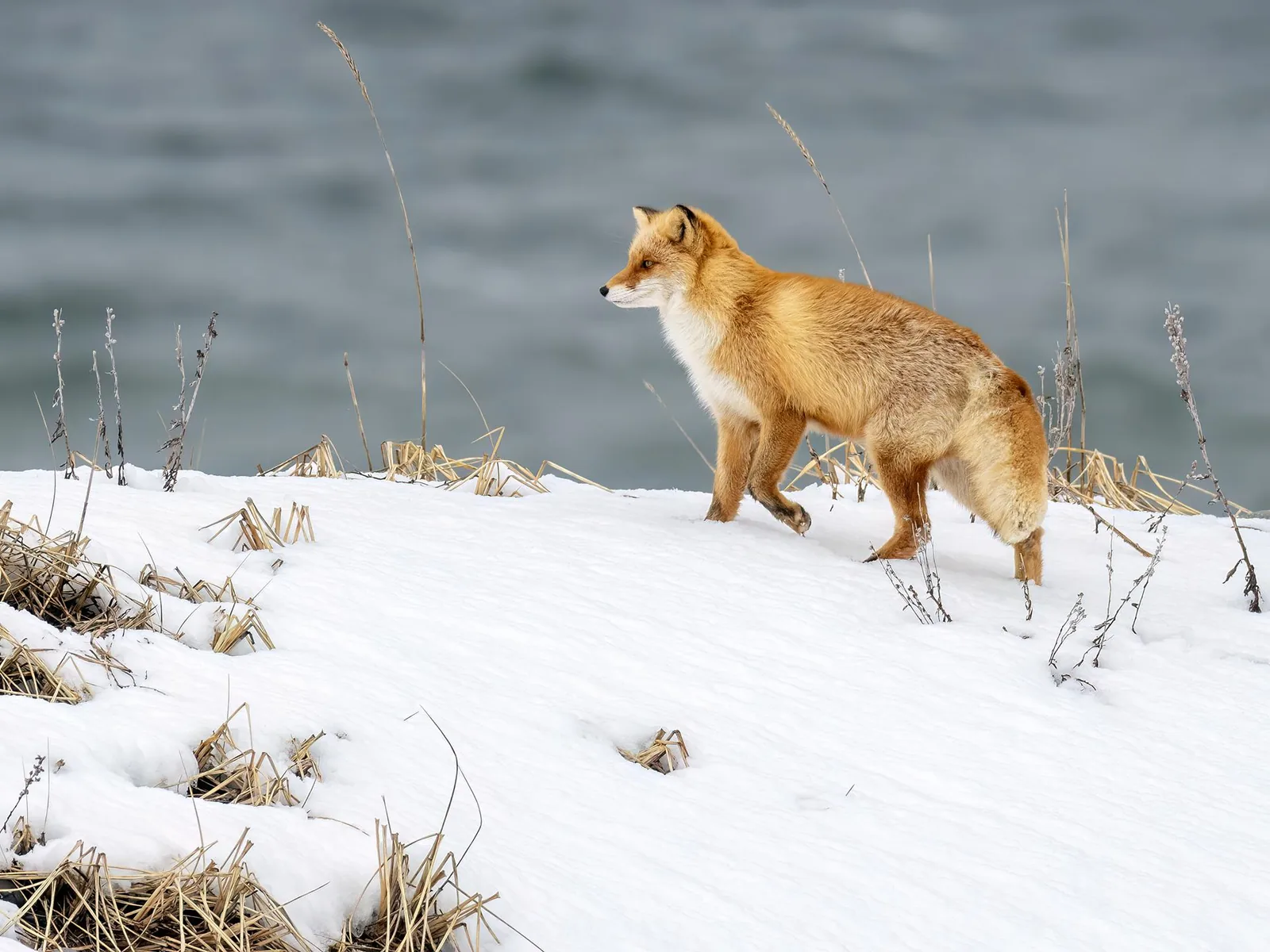 Red Fox