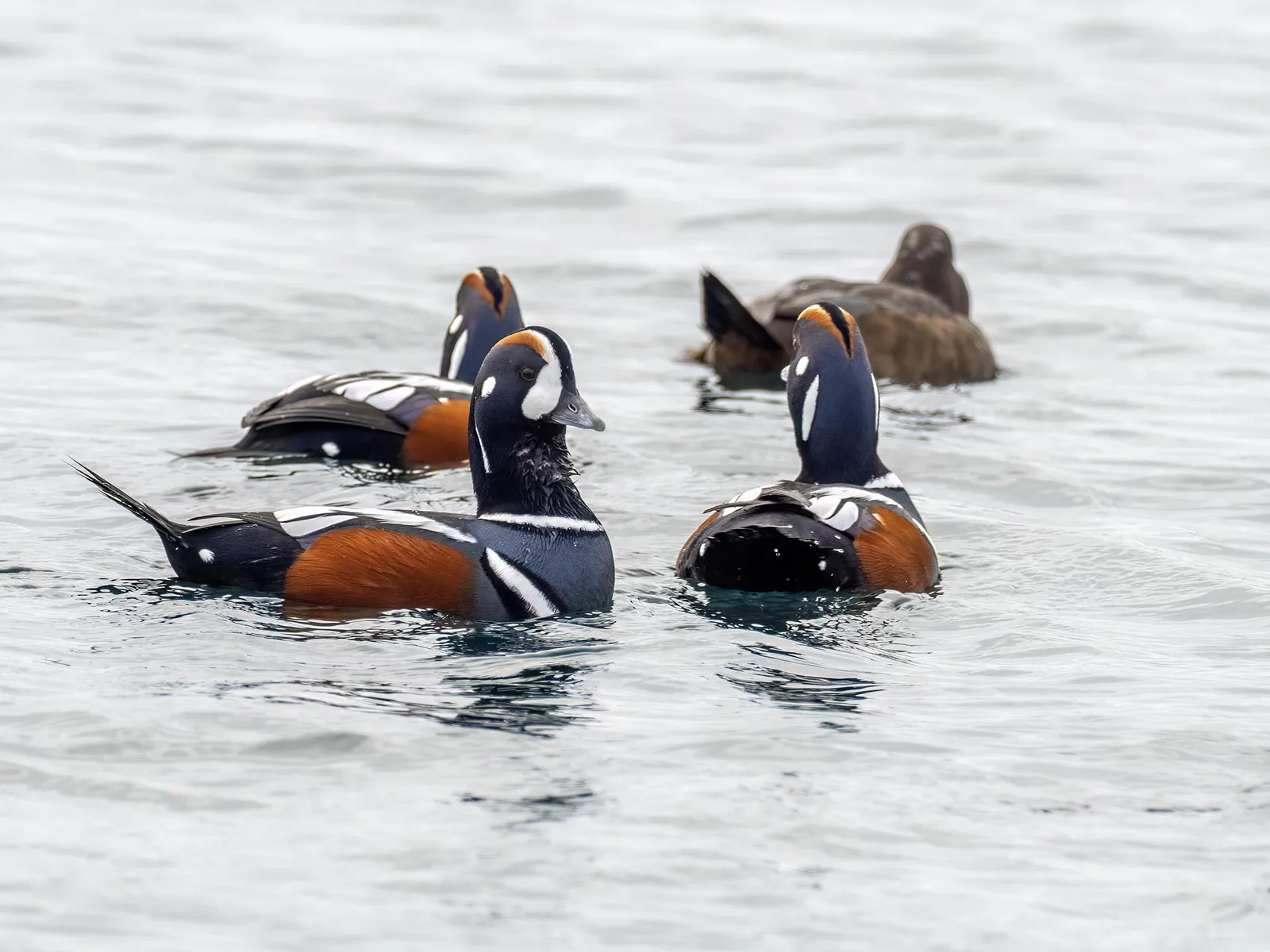 Harlequin Duck