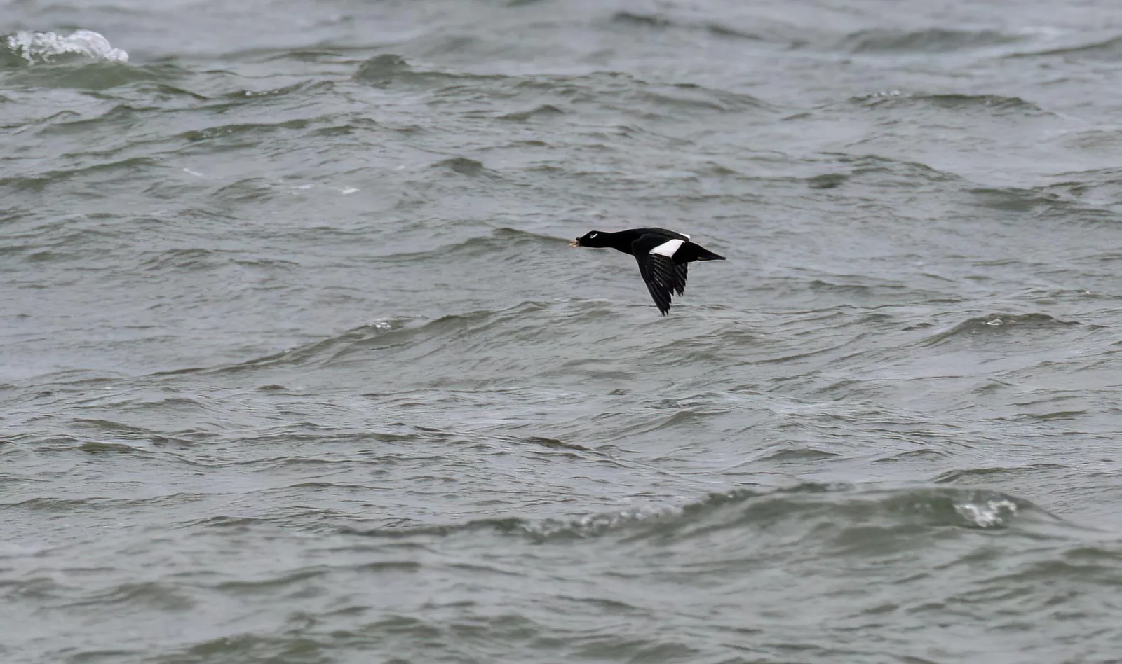 Stejneger’s Scoter