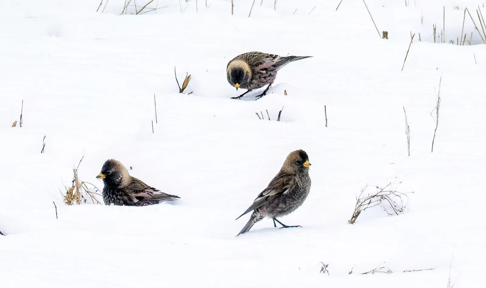 Asian Rosy-Finch