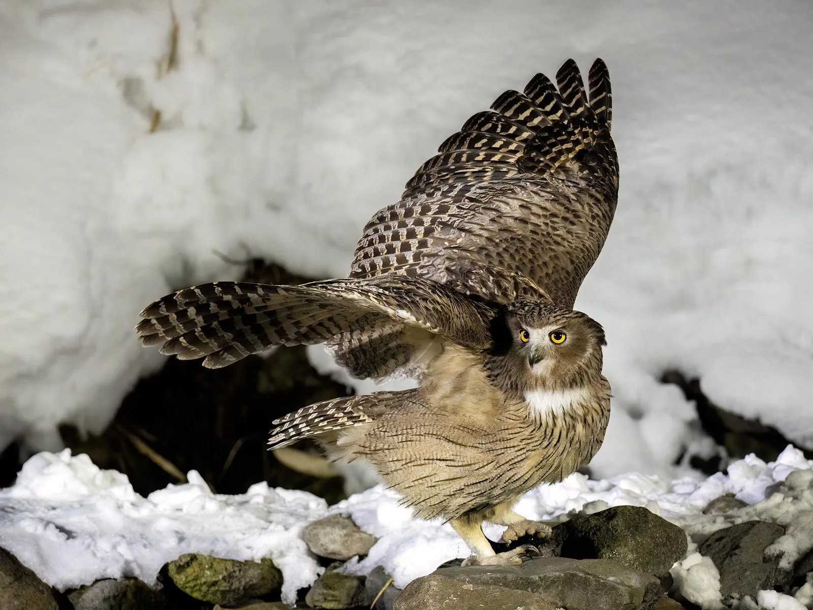 Blakiston’s Fish Owl