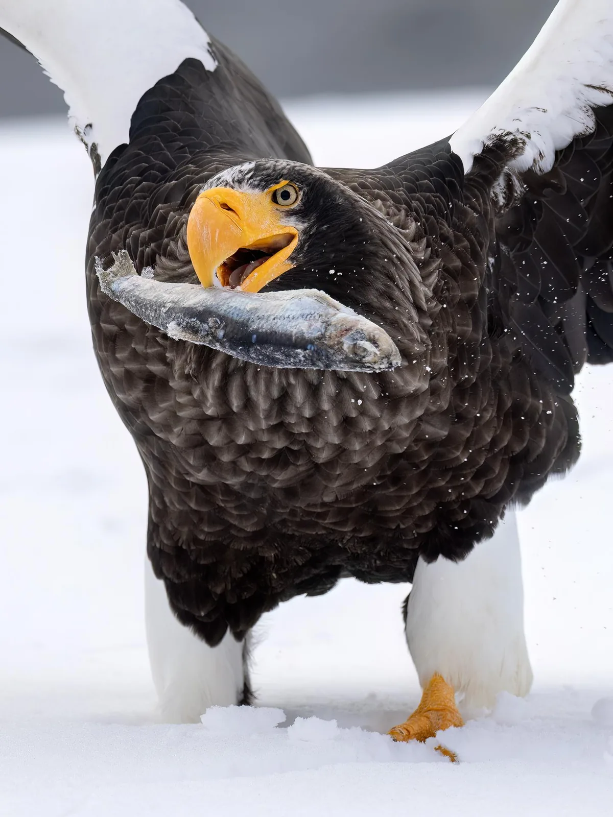 Steller’s Sea-Eagle