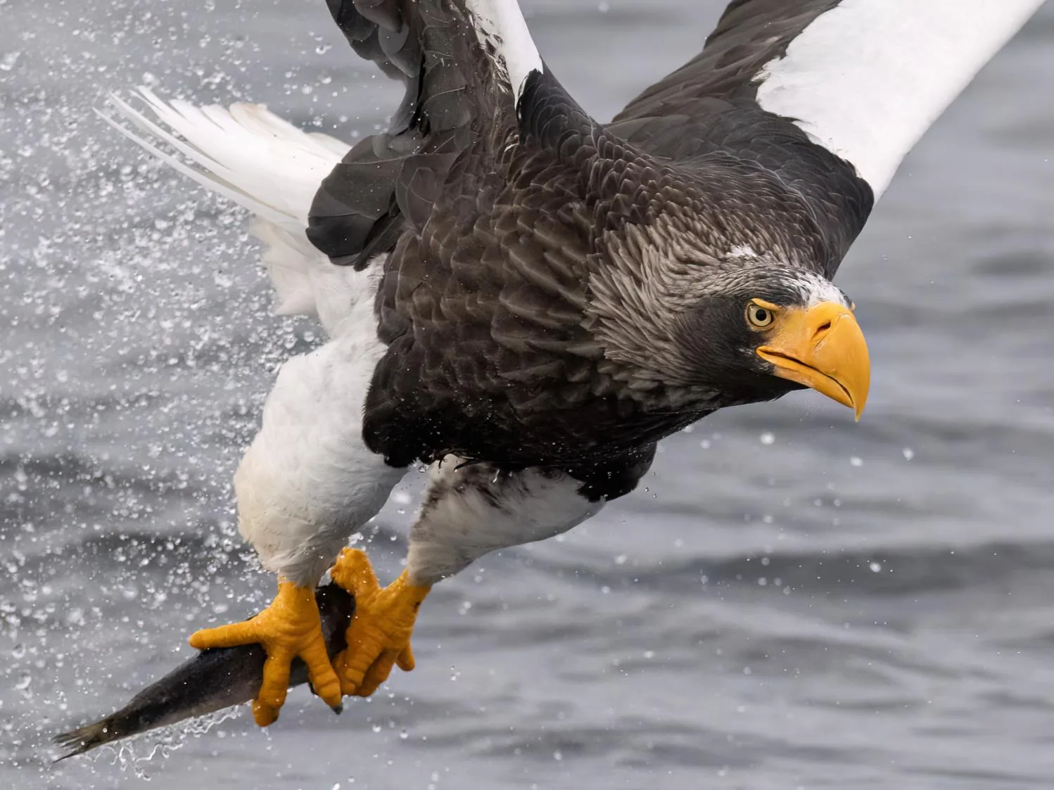 Steller’s Sea-Eagle