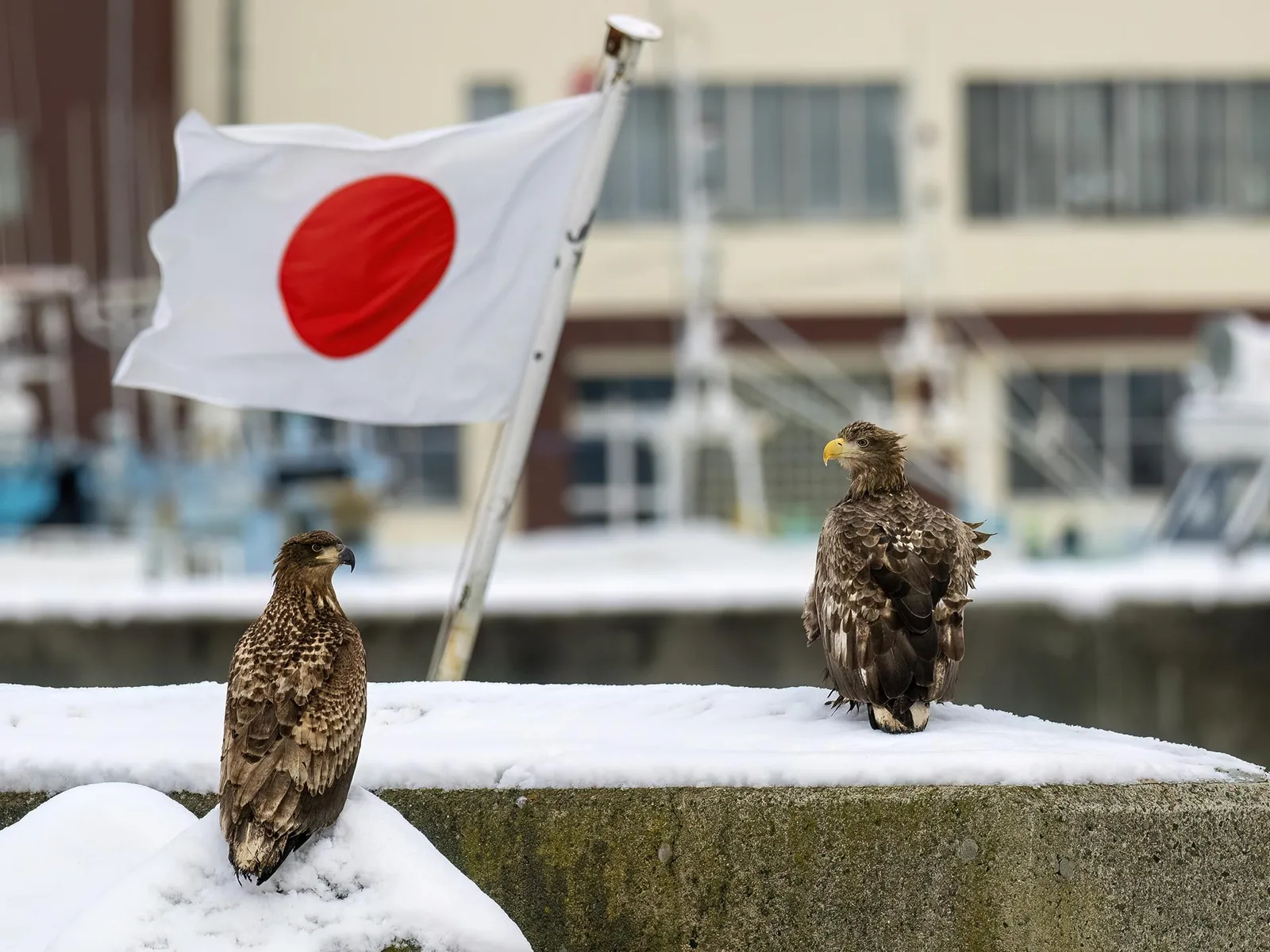 White-tailed Eagles beside the Japanese flag