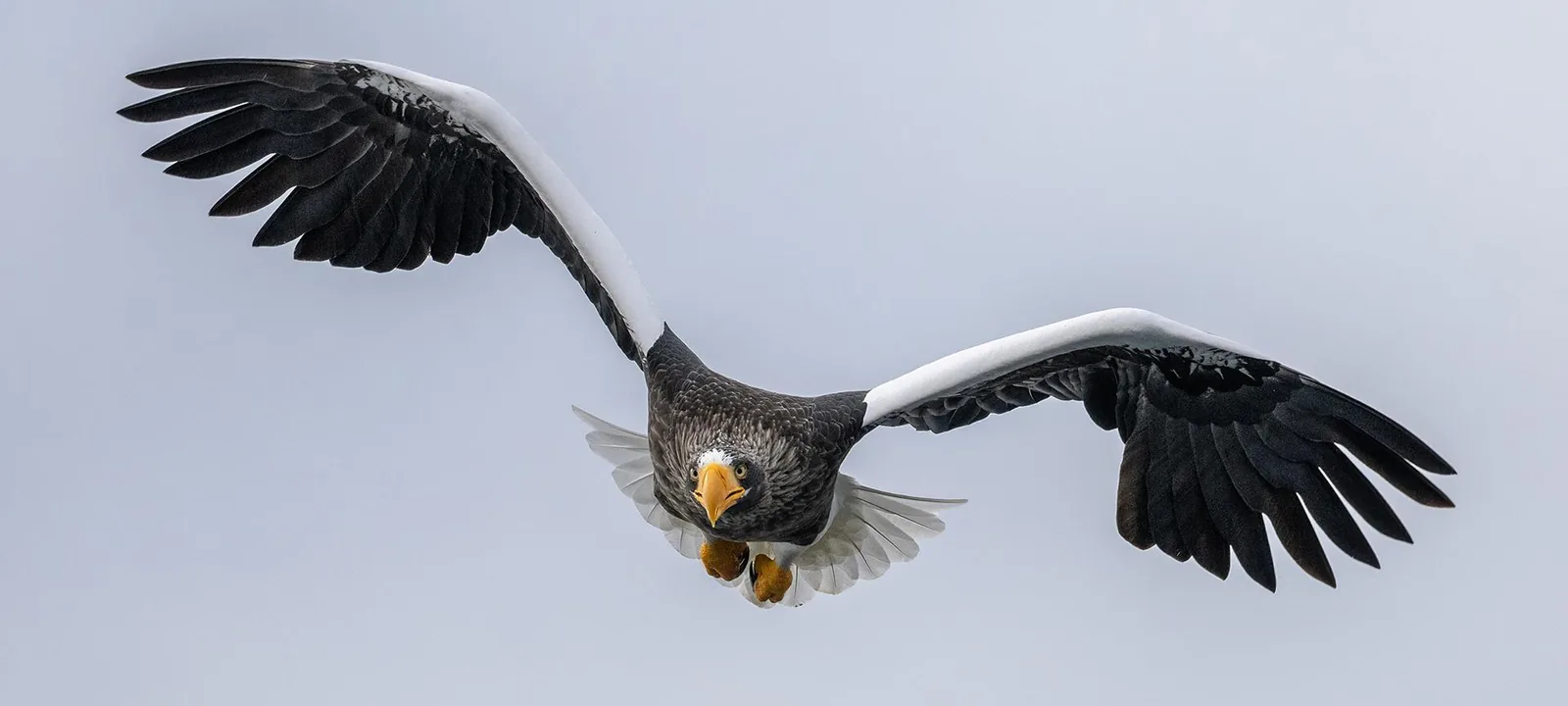 Steller’s Sea-Eagle