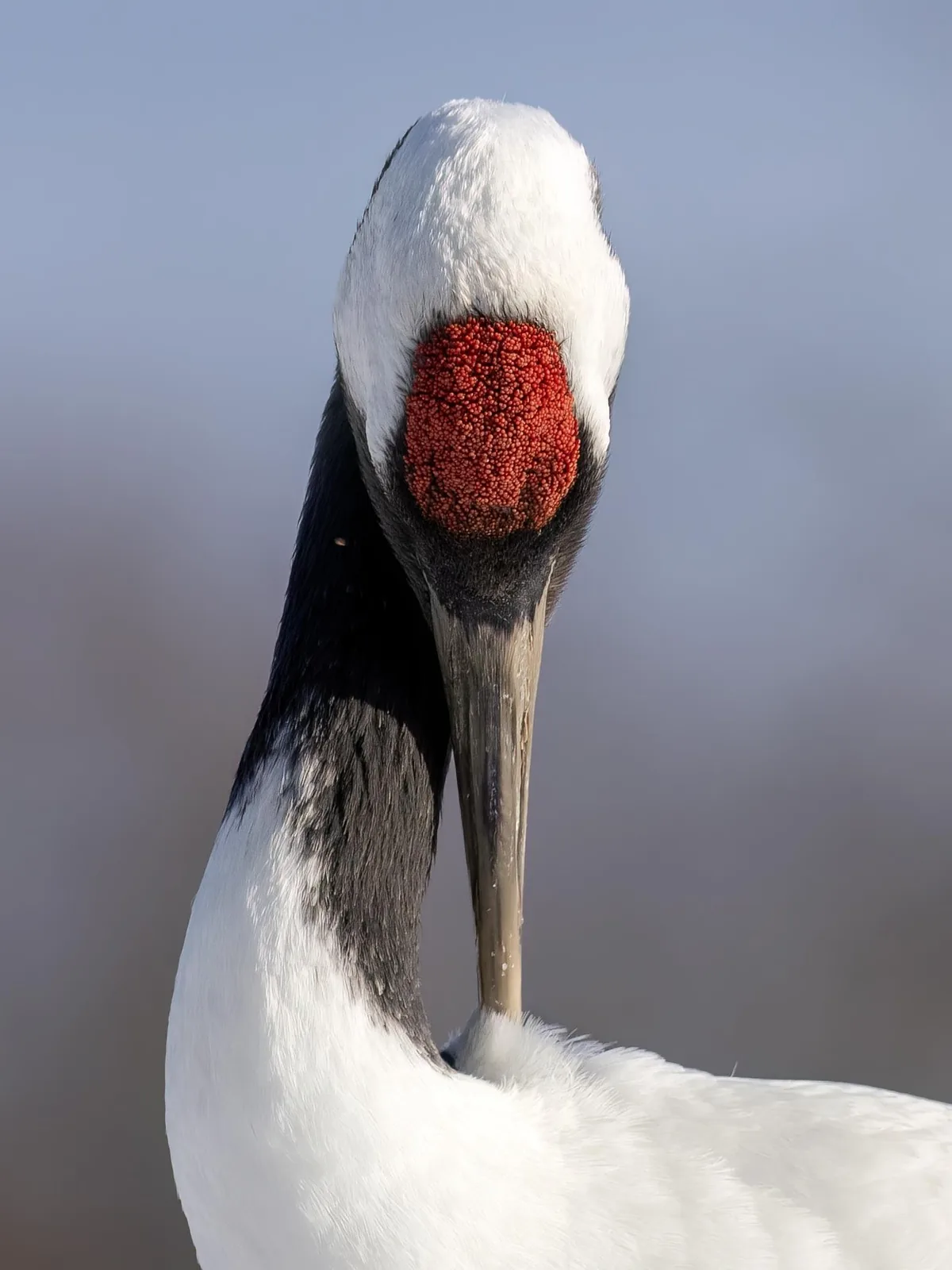 Red-crowned Crane