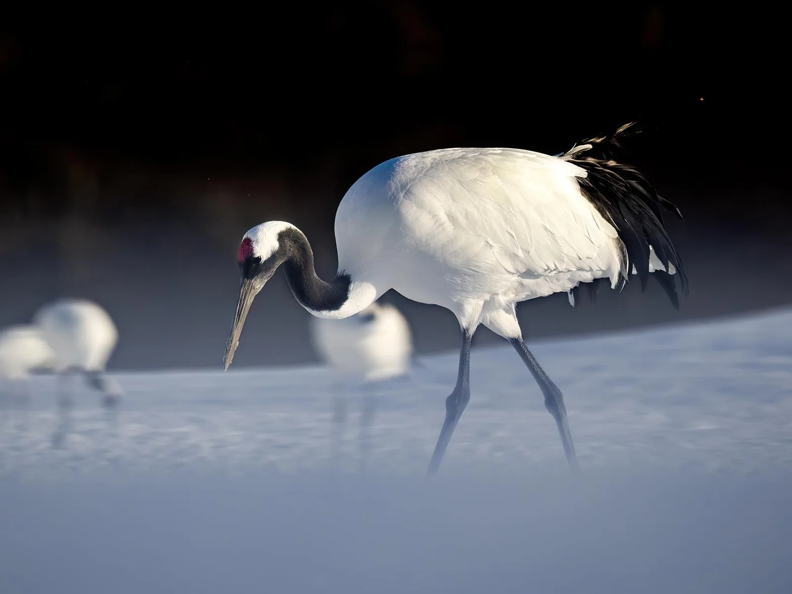 Red-crowned Crane