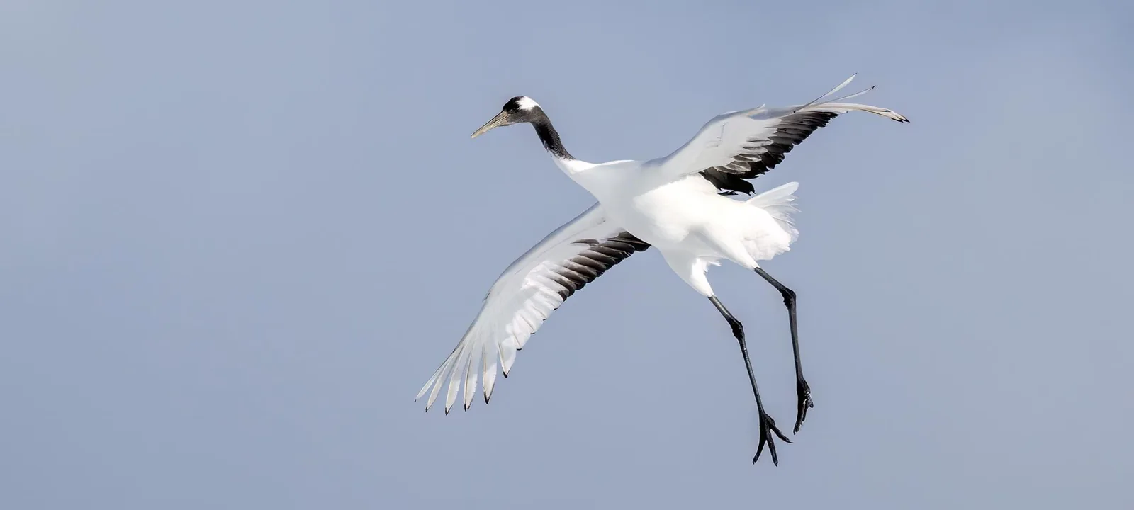 Red-crowned Cranes