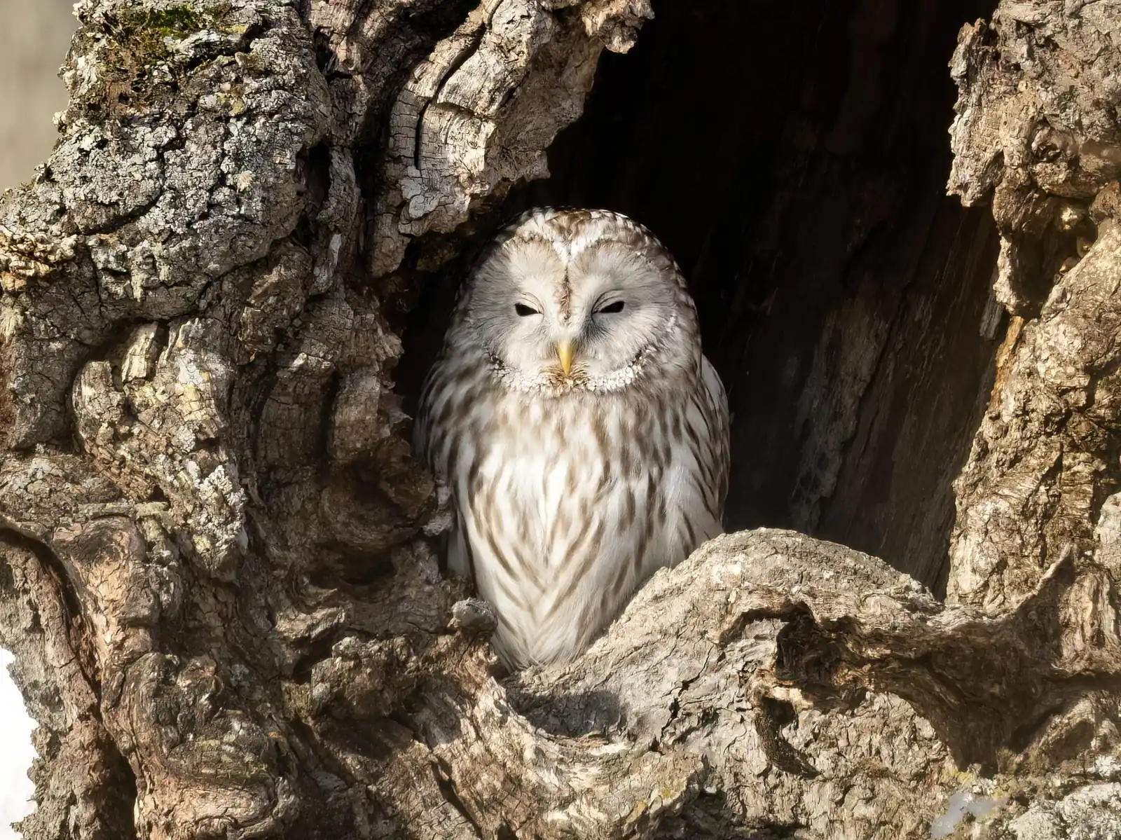 Ural Owl