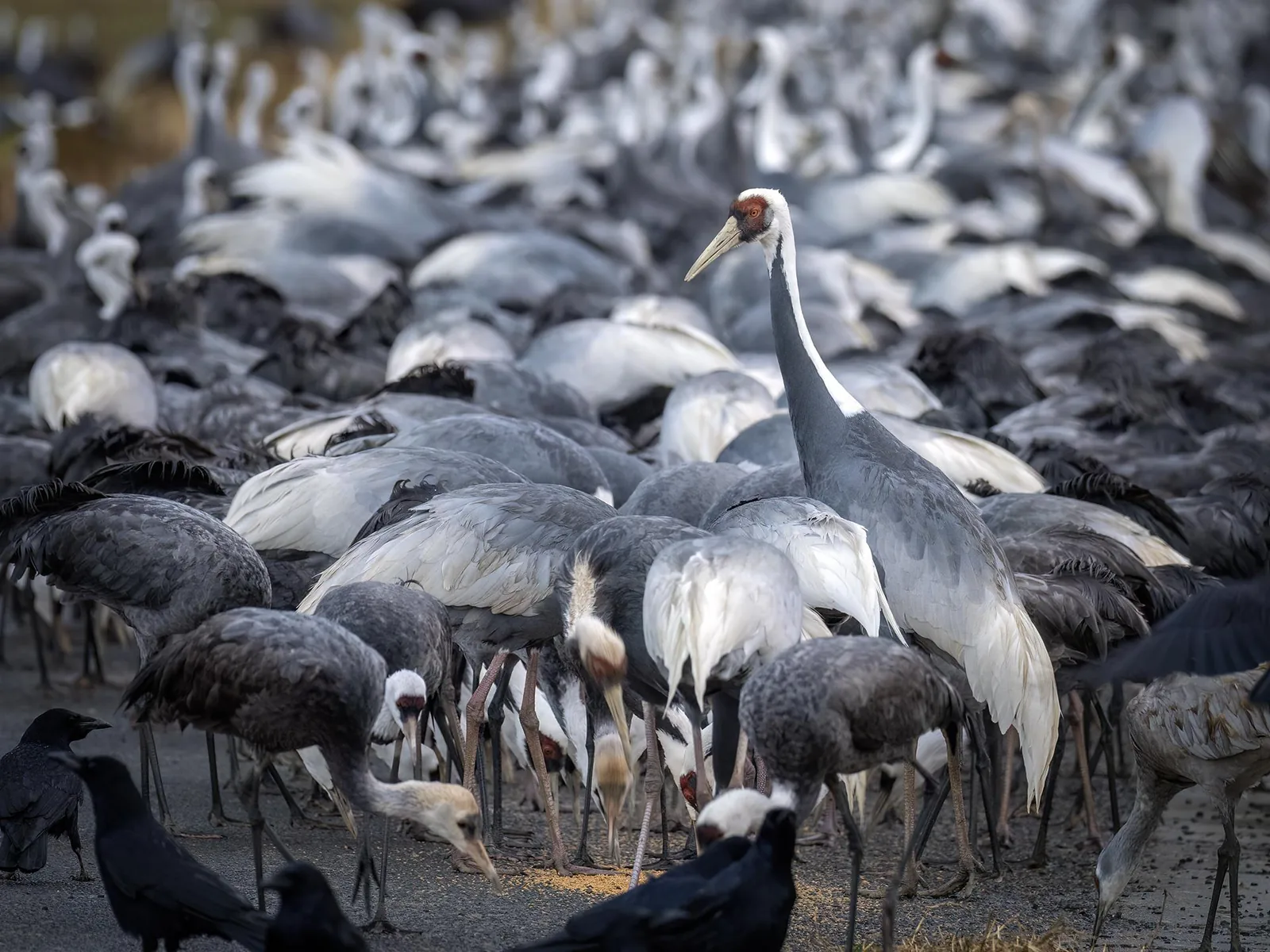 White-naped Crane among Hooded Cranes
