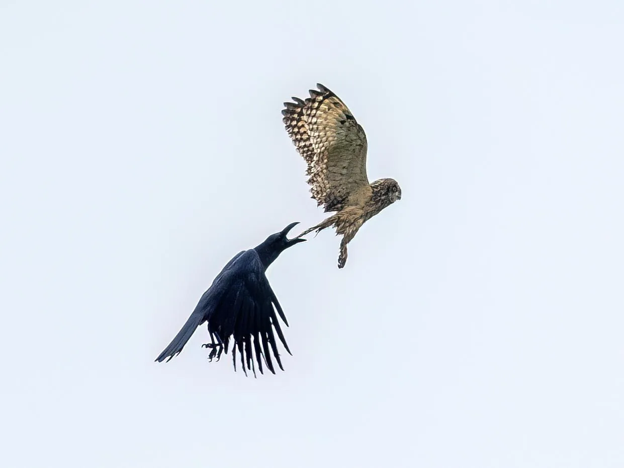 Large-billed Crow mobbing a Short-eared Owl