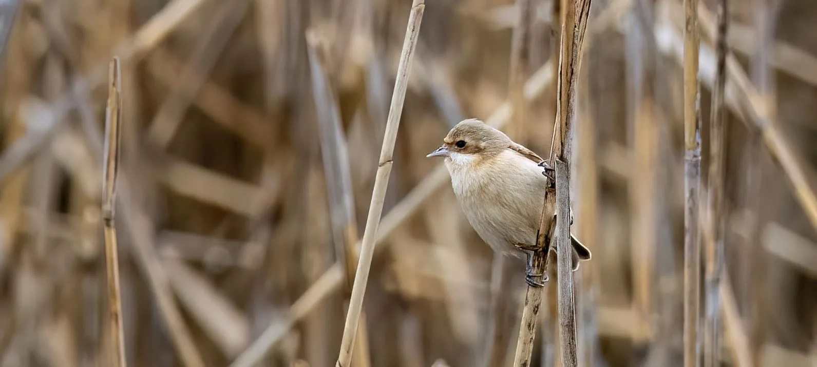 Chinese Penduline Tit