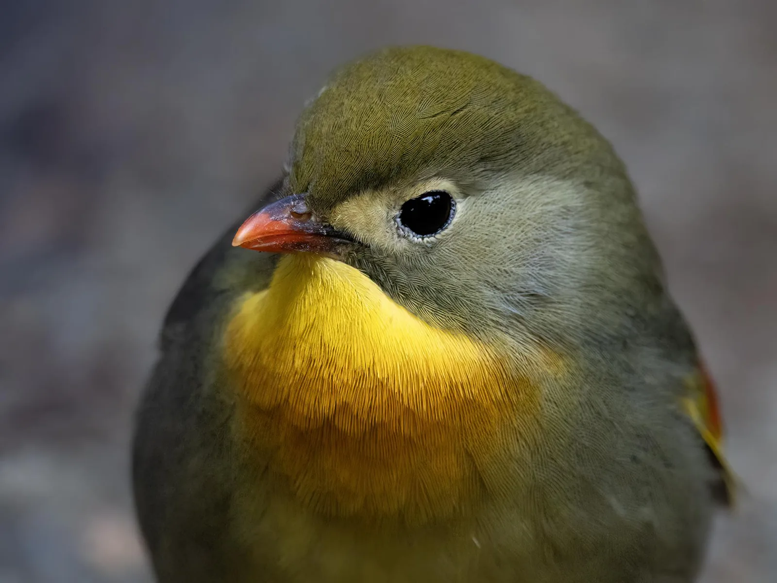 Red-billed Leiothrix