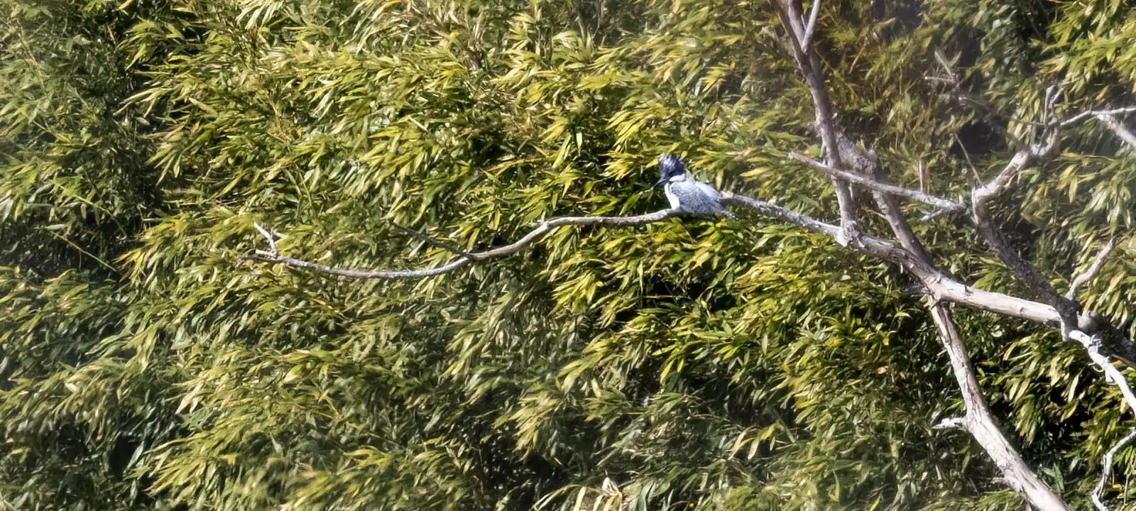 Crested Kingfisher