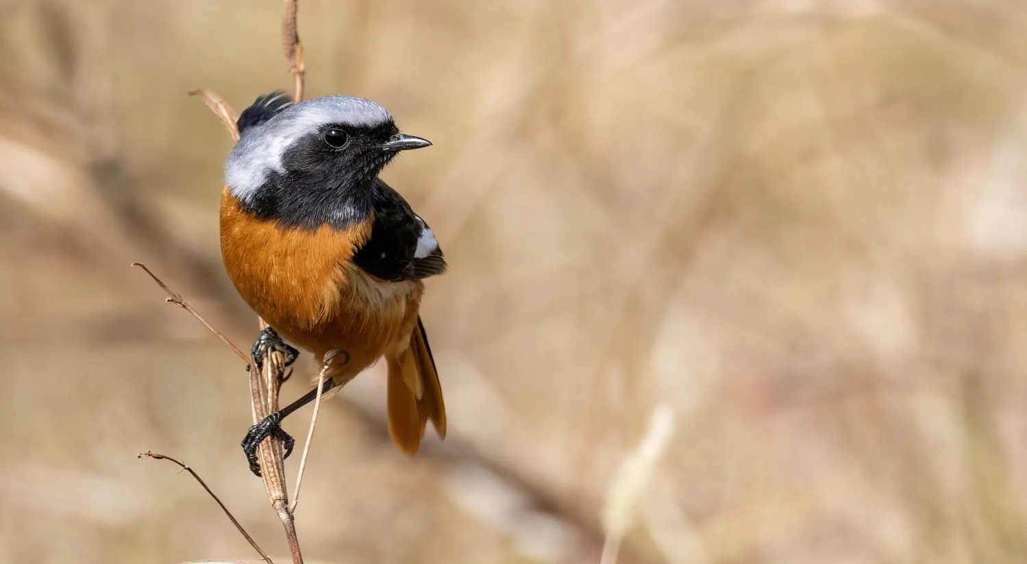 Daurian Redstart