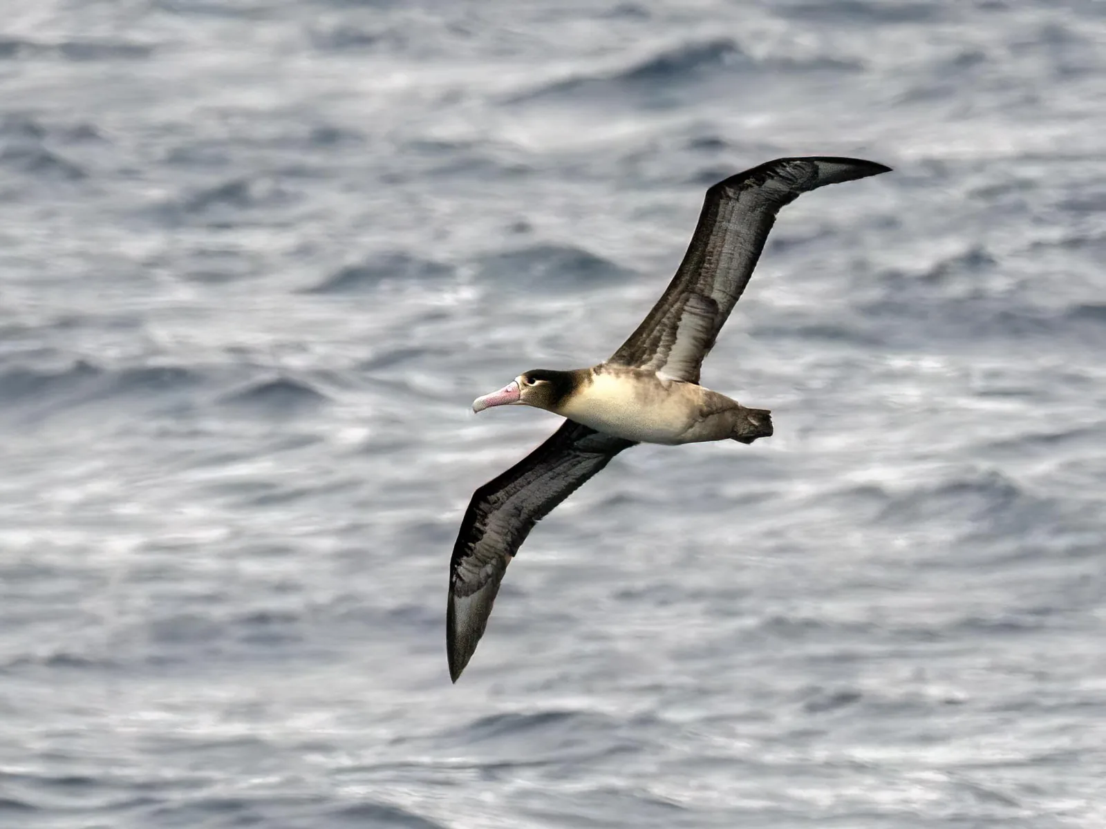 Short-tailed Albatross