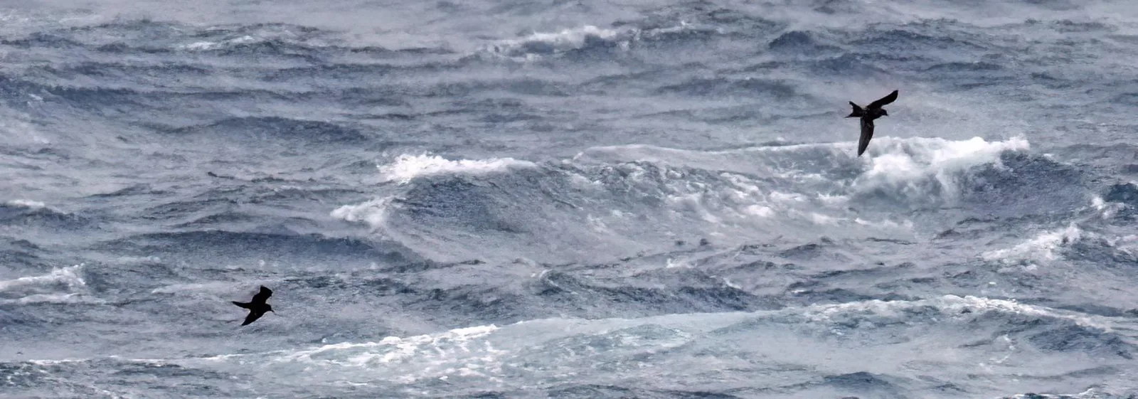 Tristram’s Storm-Petrels