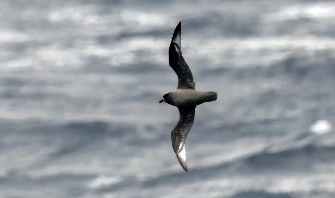 Providence Petrel