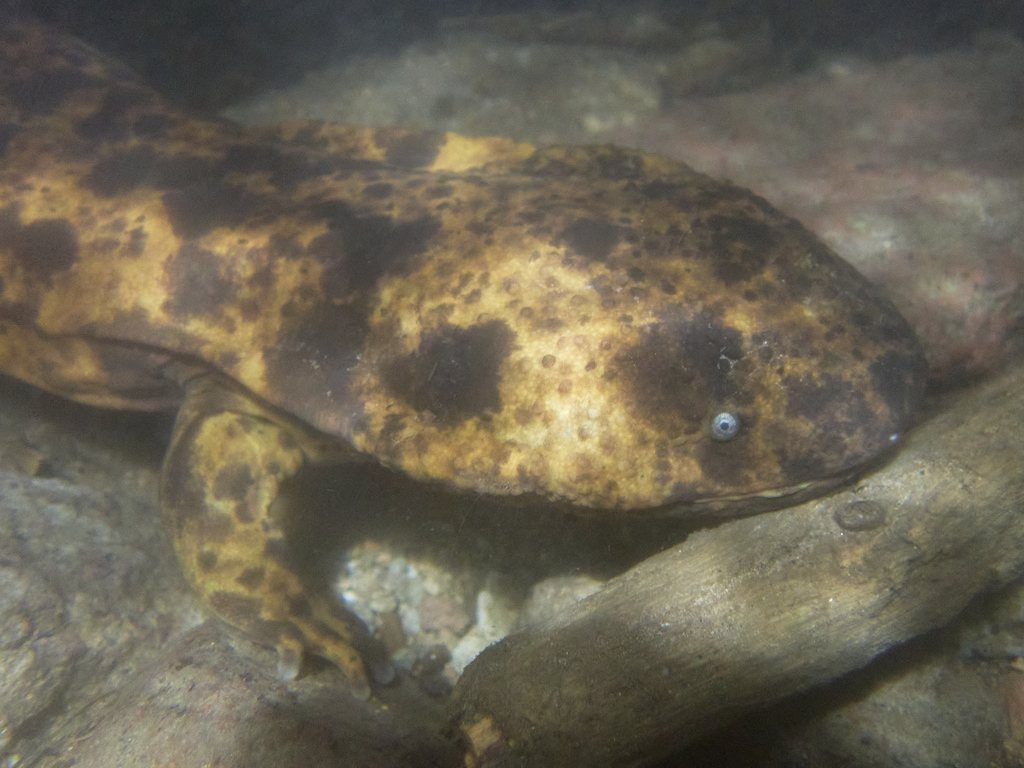 Japanese Giant Salamander