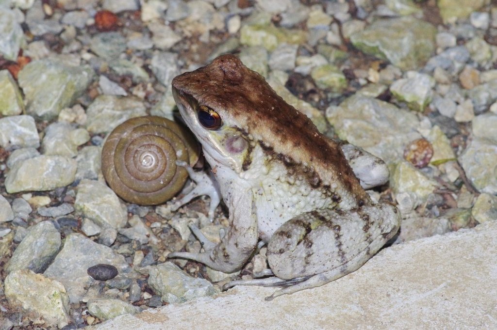 Holst's Frog