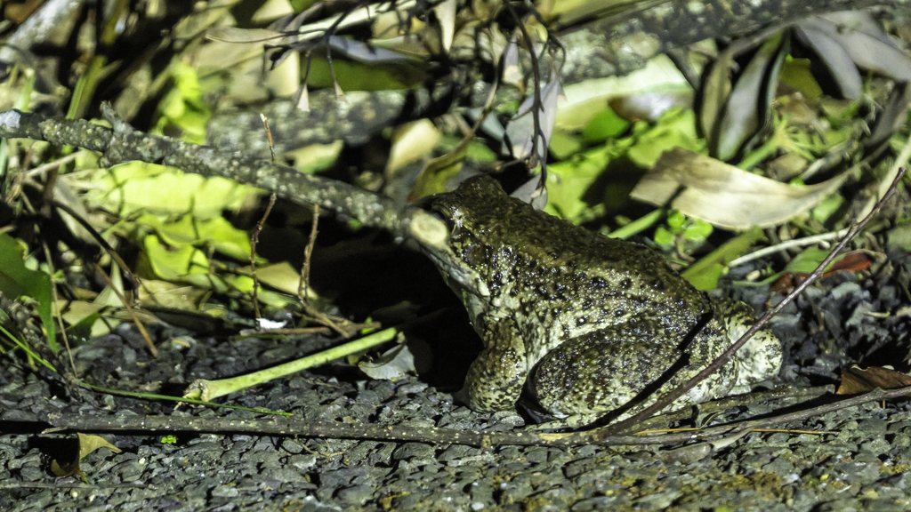 Otton Frog
