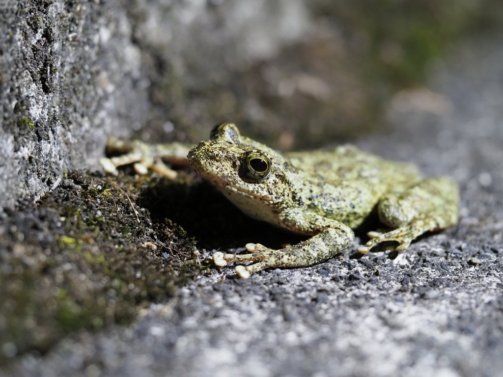 Kajika Frog
