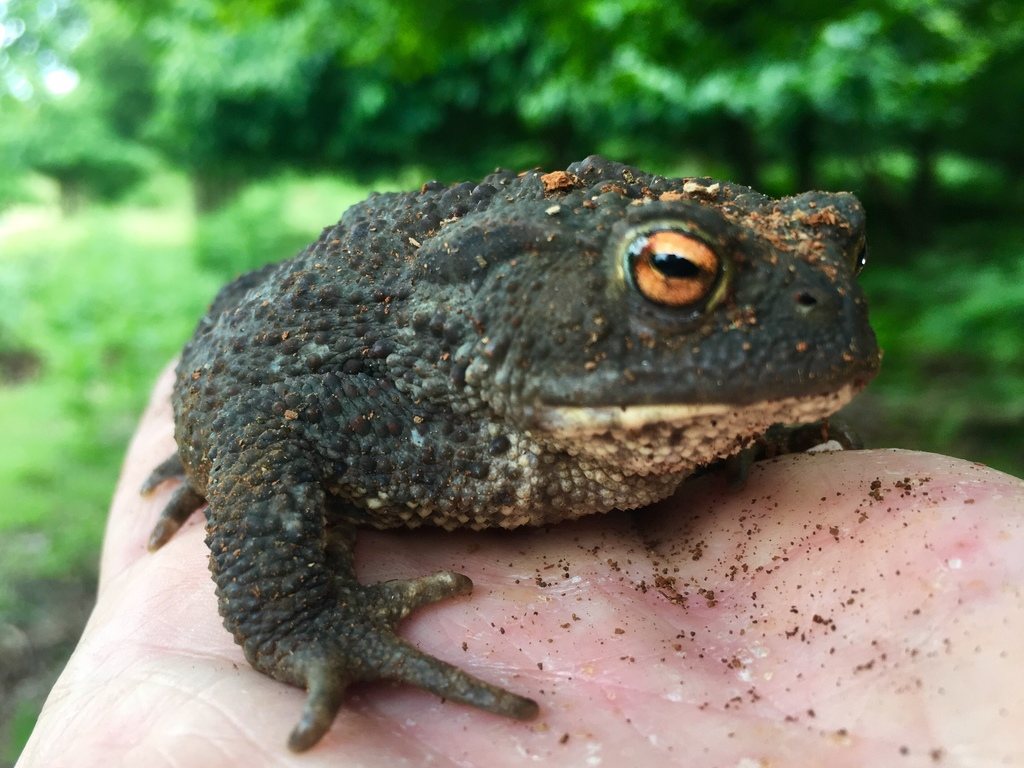 Common Toad
