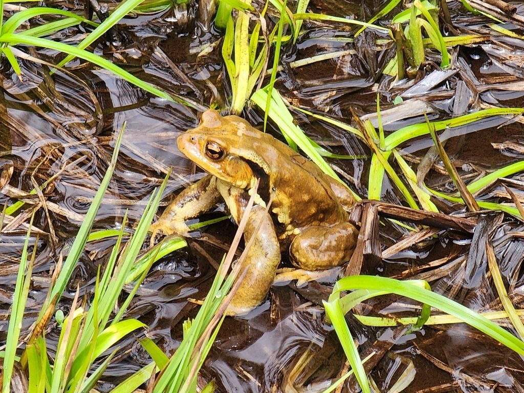 Bufo formosus