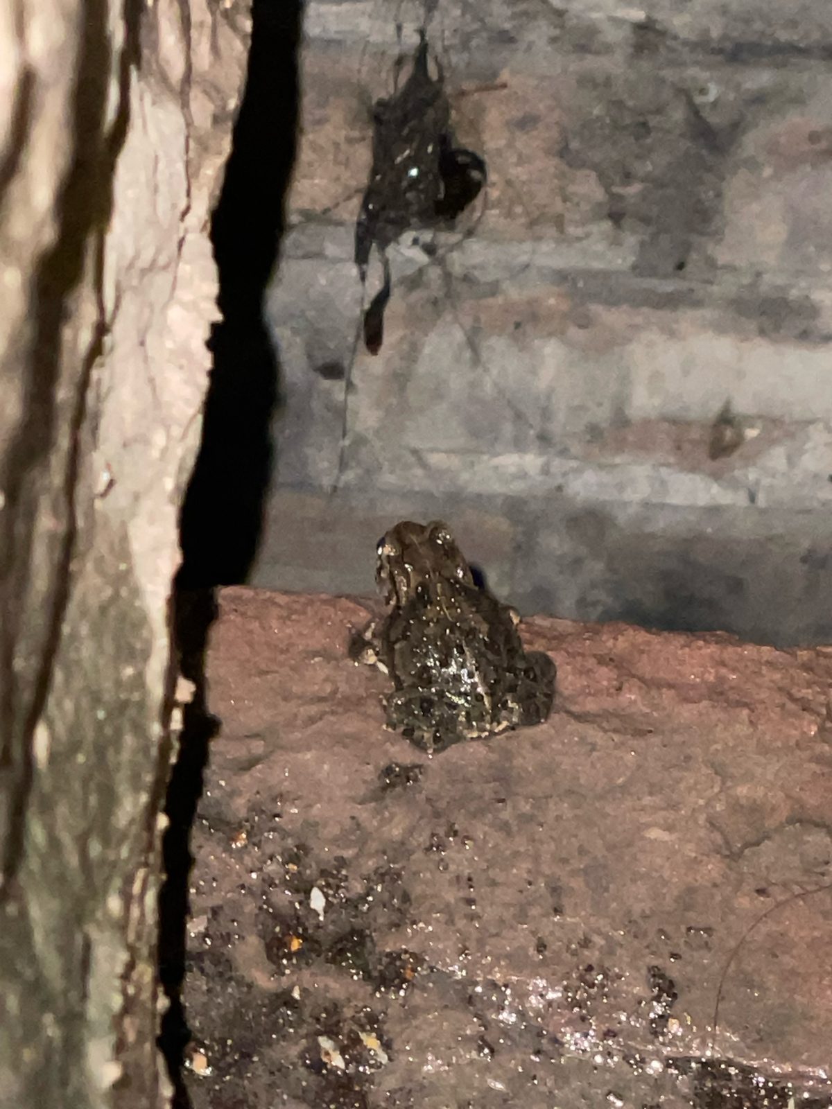 Asiatic Toad