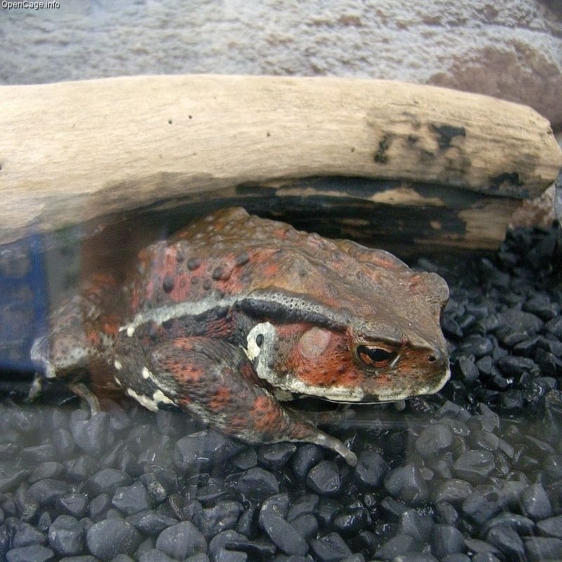 Japanese Common Toad