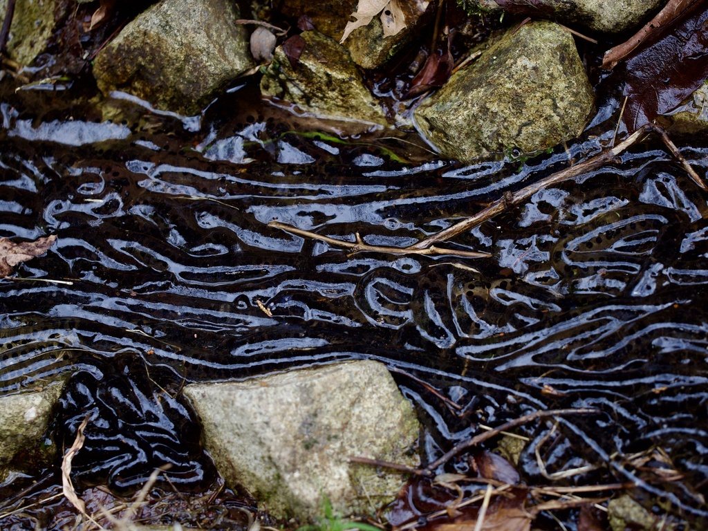 Japanese Stream Toad
