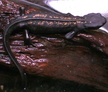 Sword-tail Newt